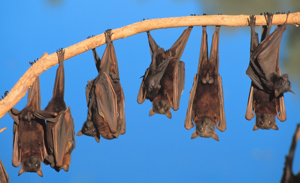 Bats in the wild